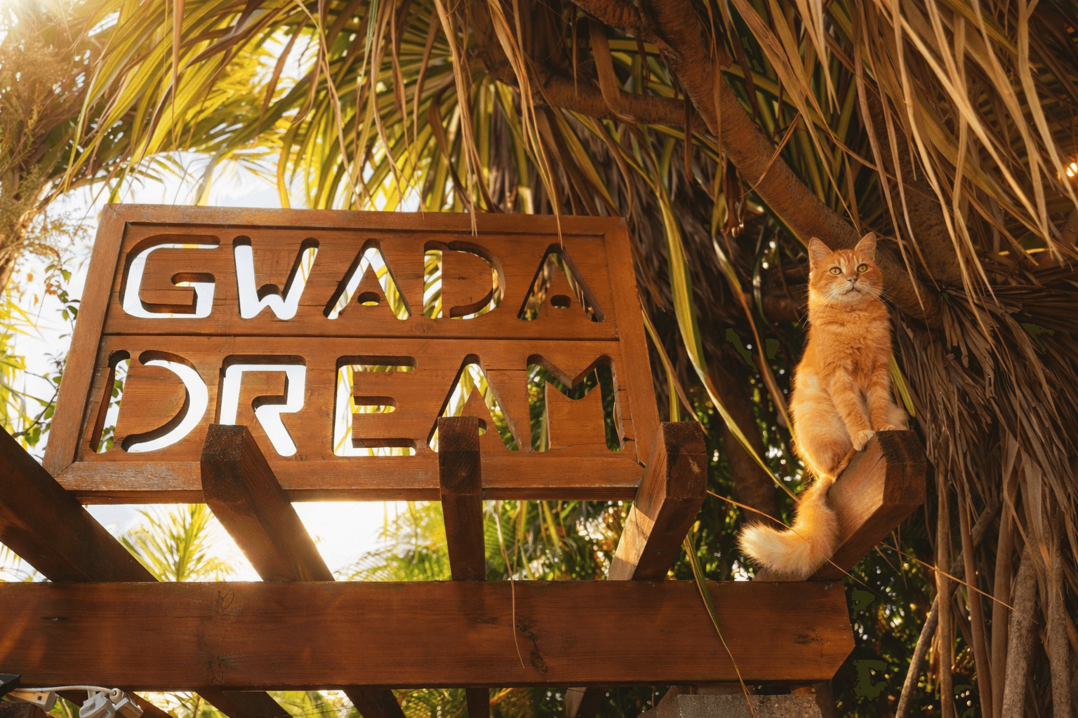 Enseigne Gwada Dream et le chat roux de la maison