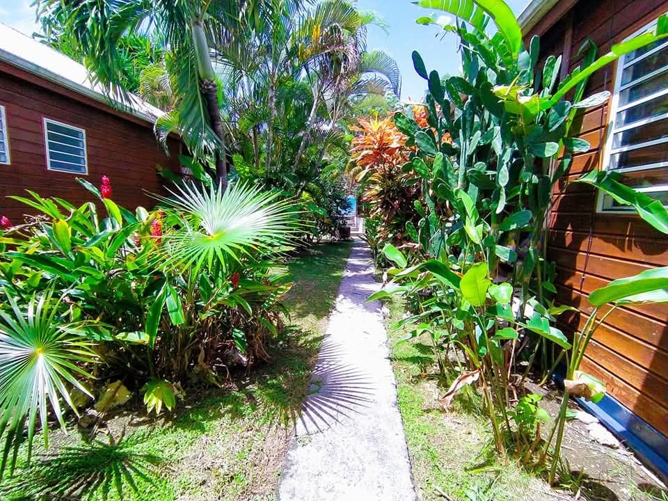 Cour de la propriété et plantes tropicales